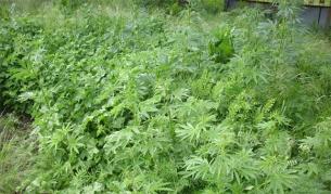 Седем стръка марихуана между доматите са нищо, през май т.г. в Силистренско откриха цяла нива в уж запуснат имот