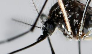 Отново смъртен случай в Гърция от западнонилски вирус