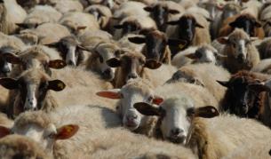 Антракс е силно заразно заболяване, което обикновено се предава на хората при контакт с месо, кръв или кожа от умряло от заболяването животно