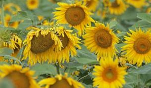 Новата реколта слънчоглед ще успокои пазара на олио през октомври