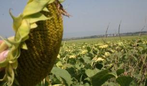 Скокообразно поскъпване на растителната мазнина през август - до 2.26 лв. на литър, регистрира Държавната комисия по стоковите борси и тържищата