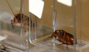 Хлебарки срещу бактериите