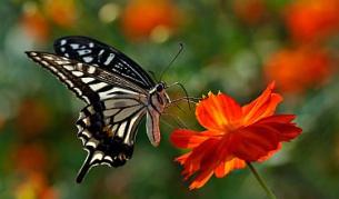 Изкуствена кожа усеща пеперуден допир