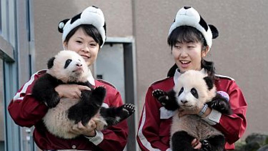 Пандата - пухкавото и сладко лице на китайската дипломация