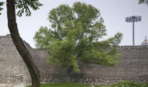 Растения чистят въздуха по-добре от очакванията 