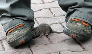 Дървеници и бълхи в софийските домове