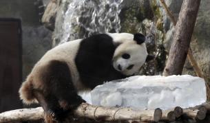 Никакъв лед върху ударено!