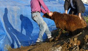 Турция: Внасят заразено със скрейпи БГ месо