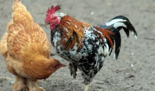 Дали в Чуйпетльово има повече петли, отколкото на други места в страната?