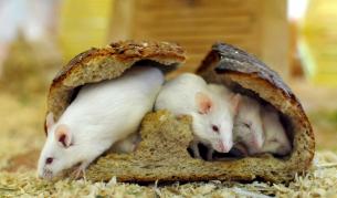 Учени превърнаха старци в младежи