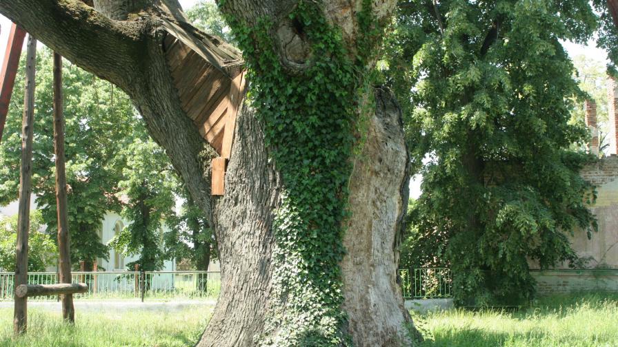 Гранит - най-старият дъб в България