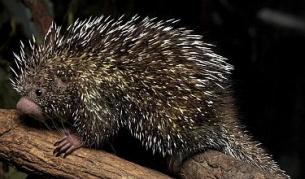 И животните "го правят" сами