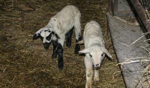 Потвърдиха шап и в Резово