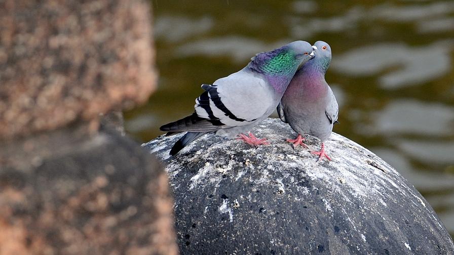 Гълъбови курешки сринаха покрив на бензиностанция
