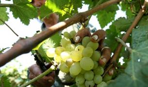 10% годишен ръст на износа на вино