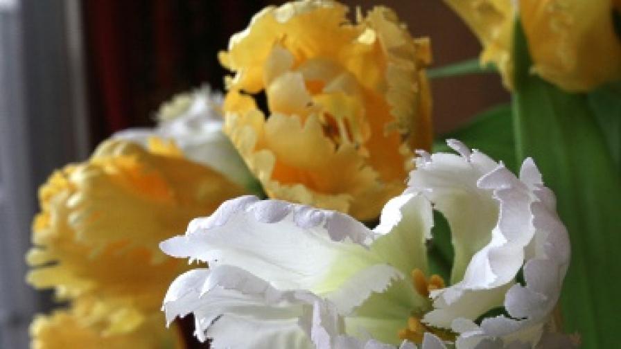 Софийските магазини за цветя са готови да посрещнат клиентите си за утрешния 8 март - Ден на жената