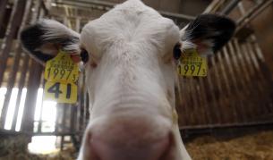 ГМО крави дават човешка кърма