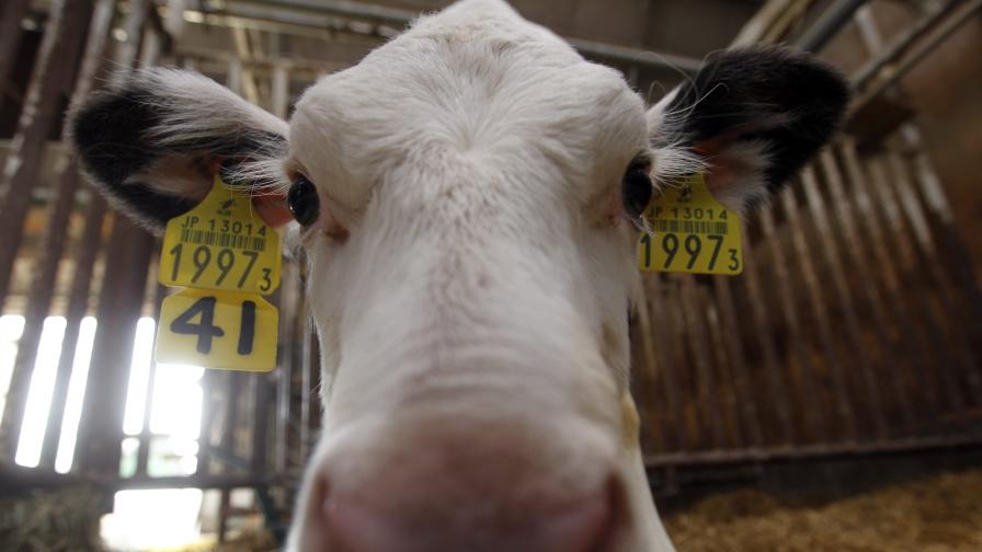 ГМО крави дават човешка кърма