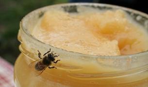 20% от пчелите у нас измрели през 2010 г.