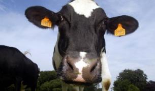 47% от кравето ни мляко - по стандартите на ЕС