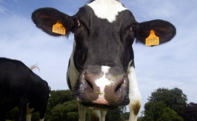 47% от кравето ни мляко - по стандартите на ЕС