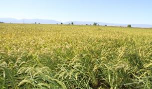 Китайци искат да обработват 100 хил. декара земя в Северозападна България