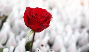 Нов хит: Български бонбон парфюм