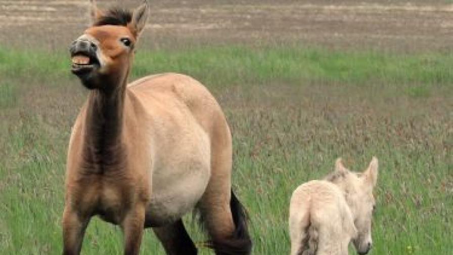 Диви коне изпратени към кланица в Румъния