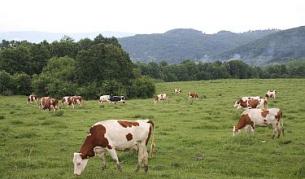 Половината мляко у нас не отговаря на европейските норми