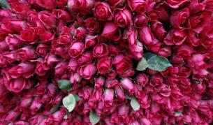 Поп фолк певицата Алисия получи 777 рози от своя любим