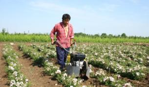 Масло от бяла роза е новият хит в Казанлък