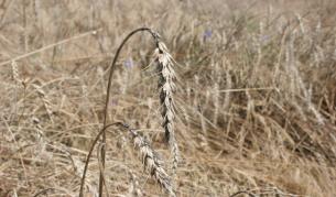 Повече и по-качествена пшеница тази година