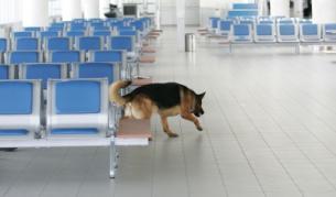 На софийското летище има и полицейски кучета, но те са там, за да търсят бомби или наркотици...