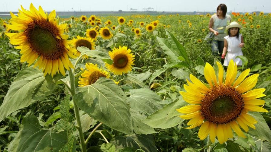 Японците садят масово слънчогледи срещу радиацията на земята