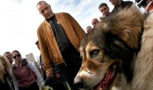 Борисов на изложба на български овчарски кучета