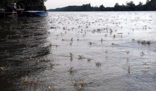 Мъниче с огромен глас, издаван от... половите му органи