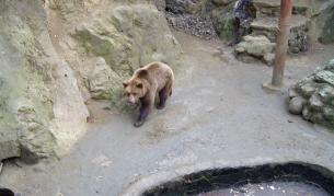 "Четири лапи": Зоопарковете у нас са под всякаква критика