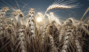 Добри новини за тазгодишната зърнена реколта