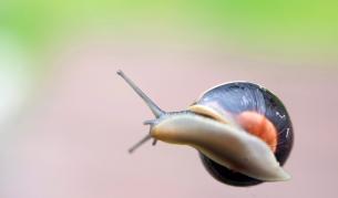 Изядените охлюви всъщност пътуват