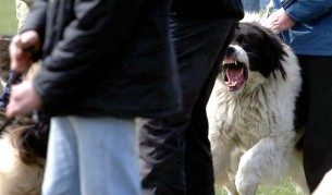 Издирват убиец на куче в Стара Загора