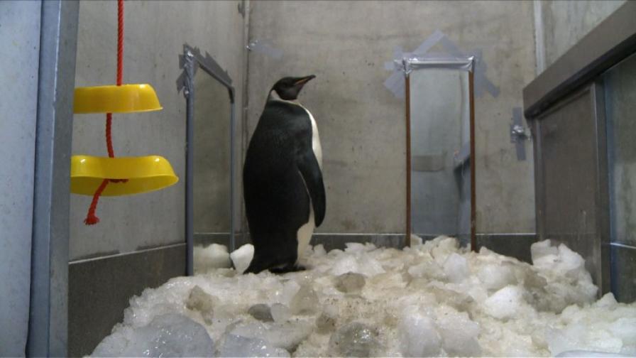Пингвинът скитник Хепи Фийт тръгна към родината си