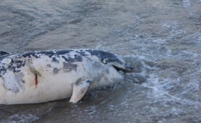 Морето изхвърли разстрелян делфин край Лозенец