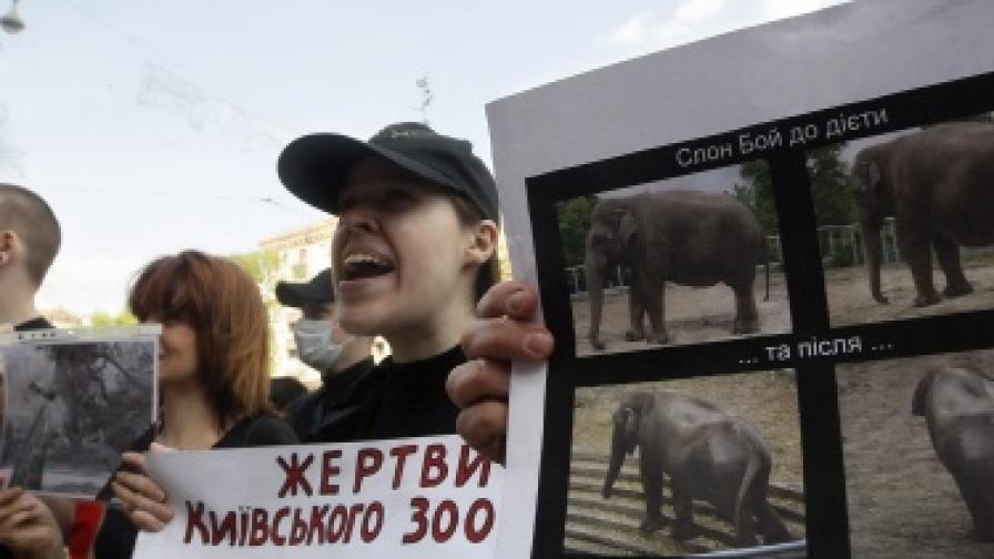 Масово бягство от Киевския зоопарк