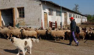 Местните български овце изчезват