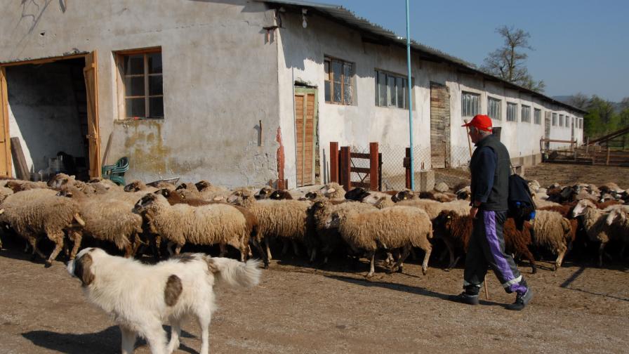 Местните български овце изчезват