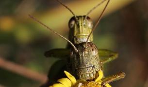 Чифтосващи се щурци