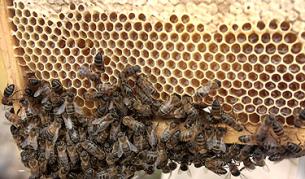 Kонтрабандисти атакуваха полицаи с... пчели