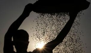 Откриха как да правят кръвен протеин от ориз