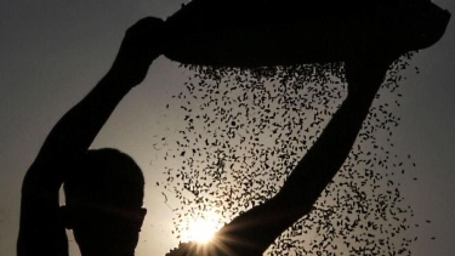 Откриха как да правят кръвен протеин от ориз