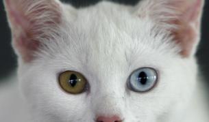 Вече операция вместо лещи за трайно сини очи